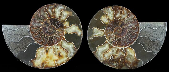 Cut & Polished Ammonite Fossil - Agatized #47713